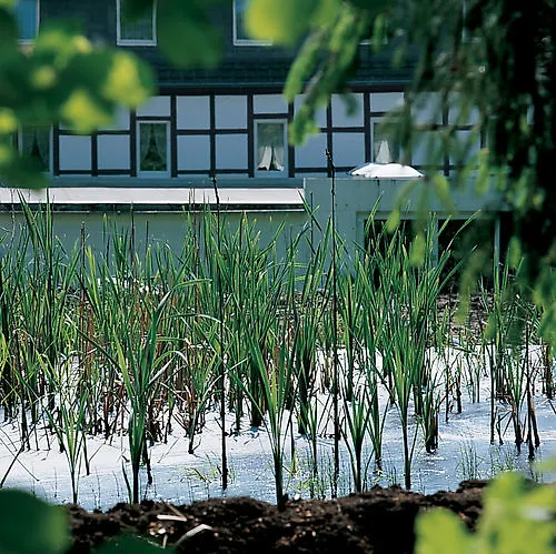 Moorland Am Senkelteich